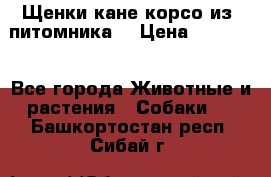 Щенки кане корсо из  питомника! › Цена ­ 65 000 - Все города Животные и растения » Собаки   . Башкортостан респ.,Сибай г.